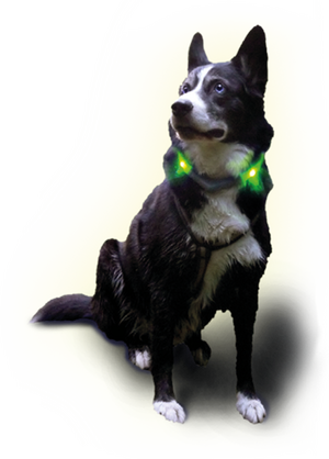 Хаски зі світлодіодом Світиться нашийник LEUCHTIE Plus