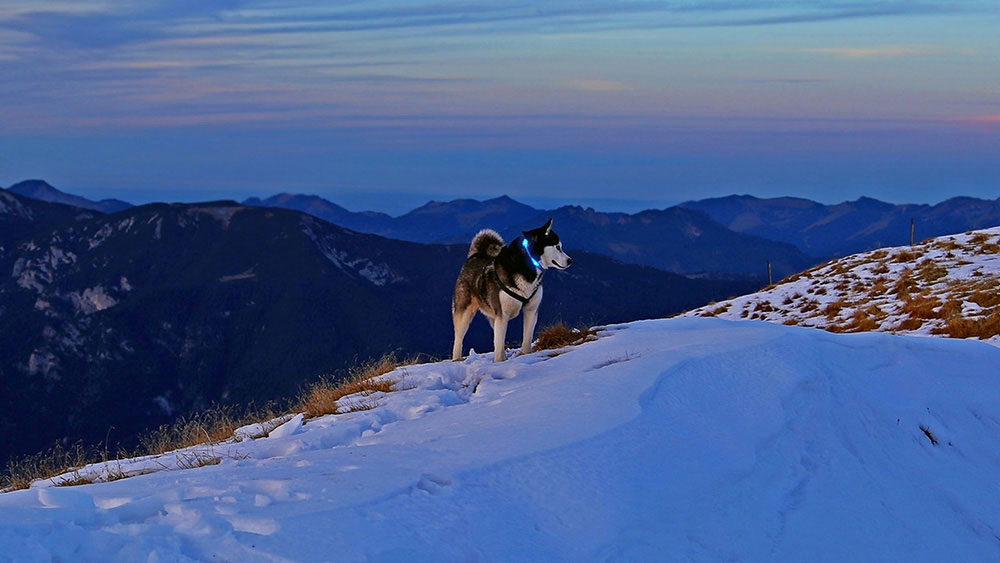 Собака з Світиться нашийник Leuchtie у засніжених Альпах